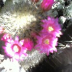 fiori dell'altro cactus